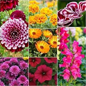 Winter season mix flower seeds,Dahlia, Marigold, Antirrhinum, Calendula ...