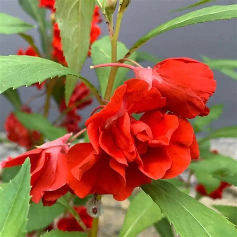 Beautiful Impatiens balsamina -Balsam red double layered flower seeds ...