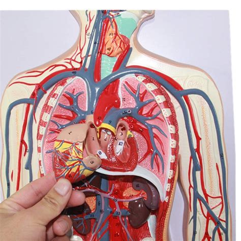 Buy Human Anatomy Model - Human Blood Circulatory System Model ...