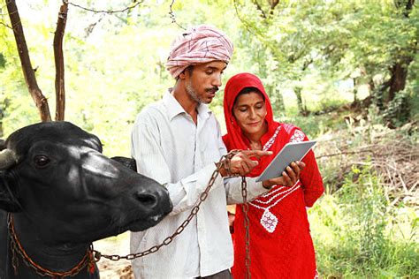 देसी नस्ल की साहिलवाल गाय की संपूर्ण जानकारी पढ़ें।