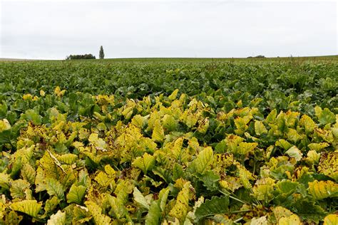Krankheiten und Schädlinge | Krankheiten | Schädlinge