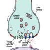 What is synapse? how is impulse transmitted in neurons (explain with ...