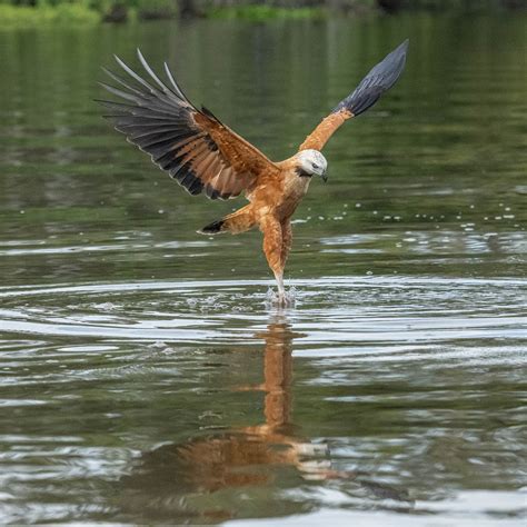 Image result for Hawk Catching Cat