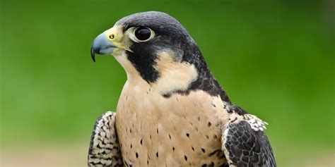 Image result for Hawk Traits