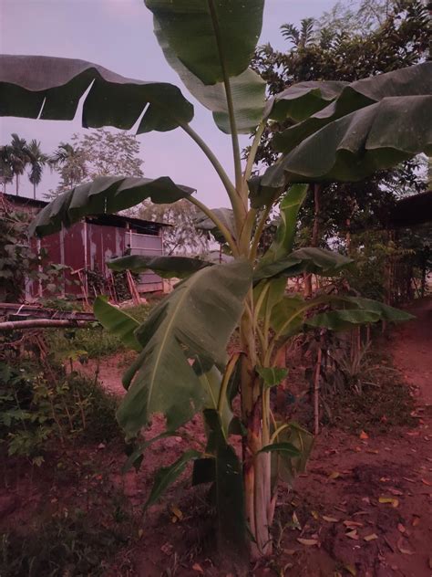 Zixam Live Red Banana Fruit Plant : Amazon.in: Garden & Outdoors