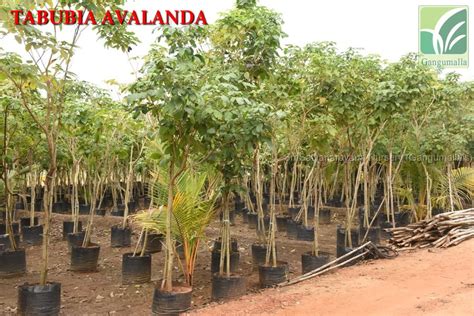 Best Nursery In Kadiyam -Sri Satyanarayana Nursery