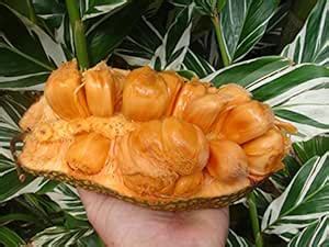 Royal Paradise Garden Rare Artocarpus integer Malaysian Cempedak Fruit ...