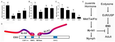 The Direct Interaction between E93 and Kr-h1 Mediated Their ...