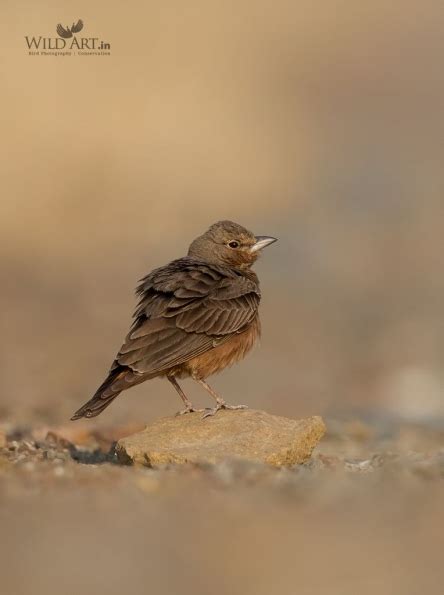 Rufous-tailed Lark | Larks (Alaudidae) | Gallery | WildArt | Birds of ...