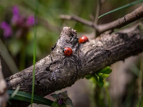 Ambrosia beetles can distinguish between different species of fungi by ...