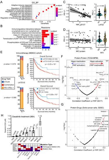 NF2 and Canonical Hippo-YAP Pathway Define Distinct Tumor Subsets ...