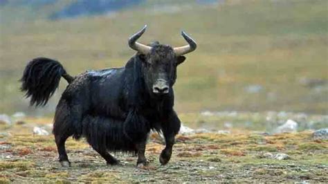 300 yaks starve to death in North Sikkim