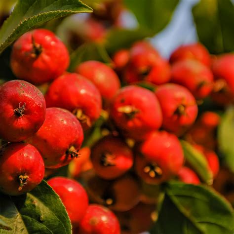 Crab Apple Tree, Malus sylvestris seeds - 100