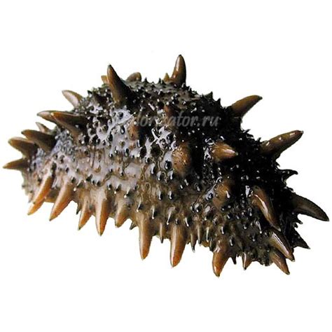 Trepang Definition at David Daigle blog