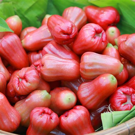 Red Chamba-Delhari Chamba- Water Apple- Java Apple- Syzygium jambos-Ai ...