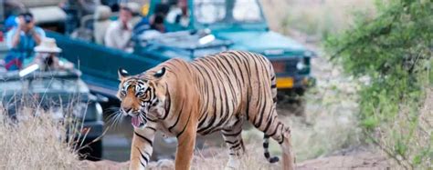 Best Tiger Zone in Ranthambore National Park, Best Safari in Ranthambore