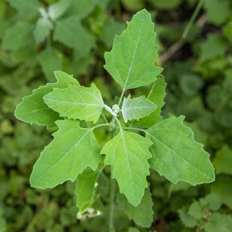 Lambsquarters Identification Lambsquarters: Weed Or Valuable Garden