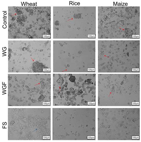 Influence of Thermal Processing on In Vitro Starch Digestibility in ...