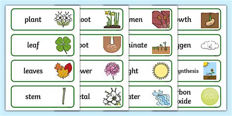Plant Word Cards