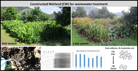 Spatial-Temporal Changes in Removal of Fecal Indicators and Diversity ...