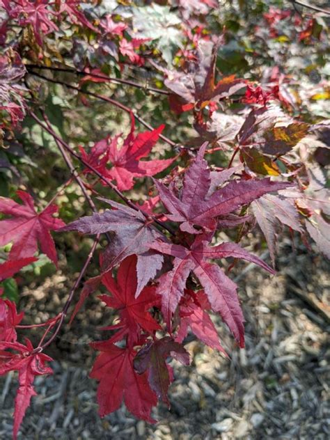 Acer palmatum 'Kasagi yama' - Kasagi yama Japanese maple | The Dawes ...