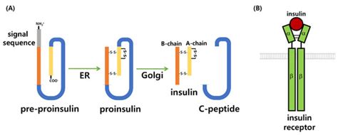 How Can Insulin Resistance Cause Alzheimer’s Disease?