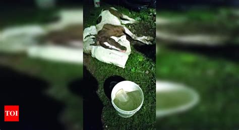 Horses: Two Horses Die in Three Days Due to Neglect in Kolkata ...