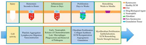 Electrospun Fibers as a Dressing Material for Drug and Biological Agent ...