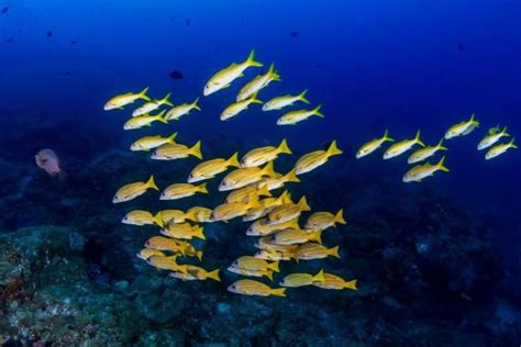 Tropical fish moving south as oceans heat up, shows Aussie research ...
