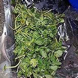 Fresh Methi (Venthaya Keerai), 250g Pack : Amazon.in: Grocery & Gourmet ...