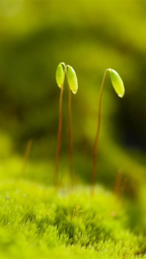 Download wallpaper 2160x3840 funaria, plant, green, blur, macro samsung ...