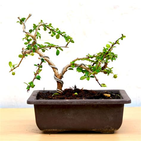 Buy Ehretia Microphylla Bonsai – Tiny Leaf Flowering Bonsai