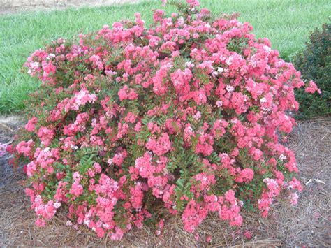 Dwarf Crepe Myrtle - Raspberry Dazzle for Your Pink Garden