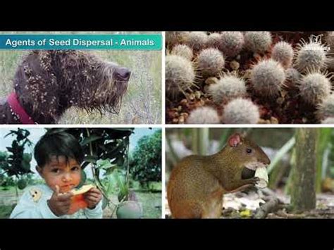 Reproduction In Plants Video Lecture - Class 6