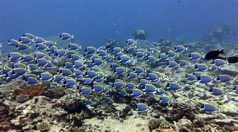 Pooja Rathod, Marine Biologist | Nature inFocus