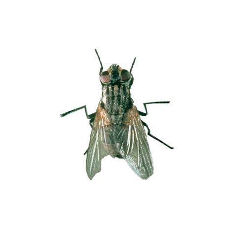 House Fly