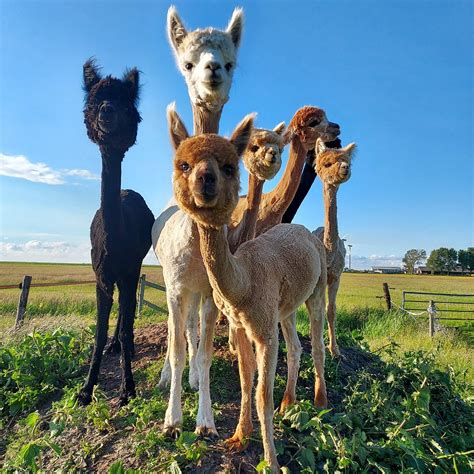 ALPACA WORLD FRIESLAND (2026) All You Need to Know BEFORE You Go (with ...