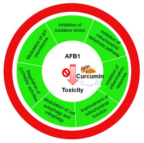Aflatoxin B1 Toxicity and Protective Effects of Curcumin: Molecular ...
