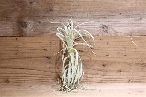 【送料無料】straminea Straight Form〔エアプランツ〕現品発送T2816 | plane plants