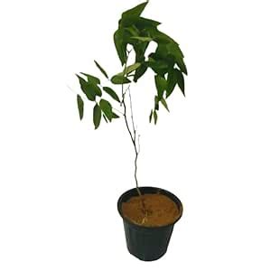 Mphmi Live Plants Cassia Fistula/Golden Shower Tree - Amaltas : Amazon ...