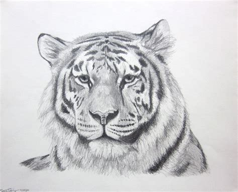 How To Draw A Tiger Face Very Easy at Colin Fleming blog