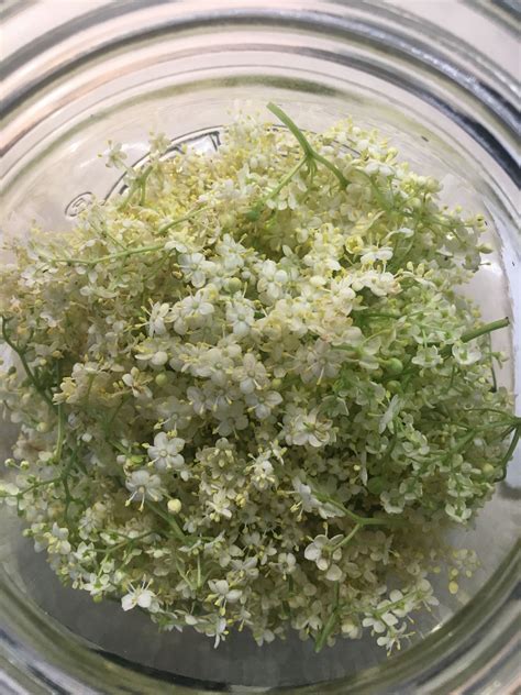Elderflower Syrup Recipe