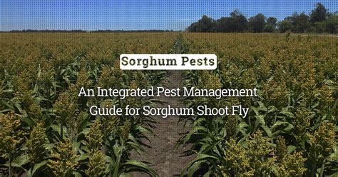 Sorghum Shoot Fly: Causes, Symptoms, and Management | BigHaat