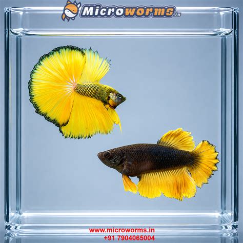 Betta Fish Pair for Sale in India | Male & Female Betta - Microworms