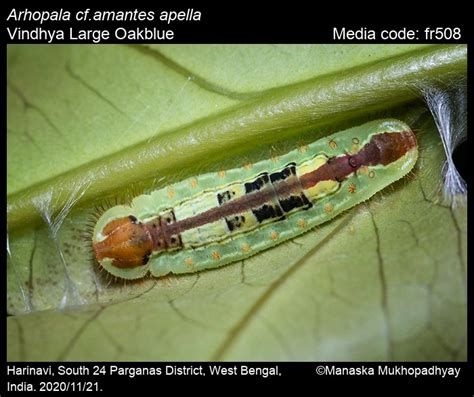 Arhopala amantes | Butterfly
