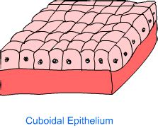 Animal Tissue : Complete Notes, Class 9 Science PDF Download