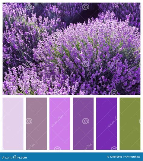 Lavanda Floreciente Hermosa En Campo Paleta De Colores Natural Para El ...