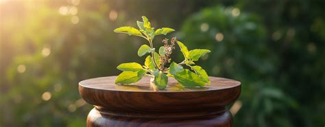 tulsi-ke-patte – BookEPooja