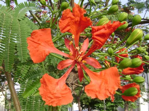 Image result for How to Save MySQL Command in Text