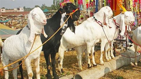 Mira Road Tense After Right-Wing Groups Protest Goats In Housing ...
